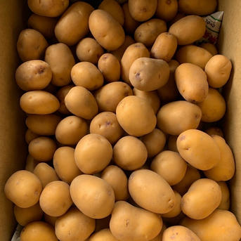 無農薬無化学肥料 今が旬 新じゃがインカのめざめ ｜ 野菜/じゃがいも