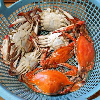 生冷ワタリガニ2kg詰（5-17尾入）北海道 ｜ 魚介類/カニ 産直アウル