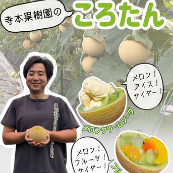 【爽やかな甘さ】手のひらサイズの食べきりミニメロン！味は普通のメロンと同じ本格派！【1.6kg、2〜3玉入り】 島根県産メロン1.6kg（2〜3玉） 果物/メロン通販