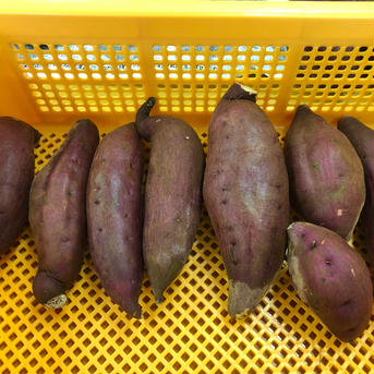 千葉県佐倉市産のさつまいも（紅はるか）3㎏ 3㎏ 野菜/さつまいも通販