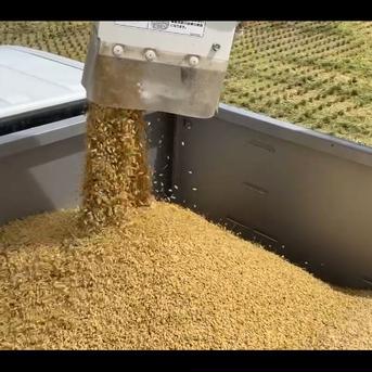 令和七年産無農薬無肥料夢つくし玄米10kg 令和7年産お米 夢つくし玄米10kg特別栽培農法 | 米・穀物/玄米 産直