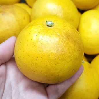 農家直送 香り抜群！ジューシー文旦 訳あり8kg ｜ 果物/オレンジ 