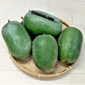 2026年生産 農薬不使用（無農薬）栽培 冬瓜（ミニ冬瓜） ｜ 野菜