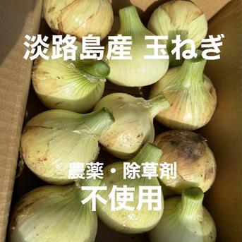 淡路島産 玉ねぎ 農薬不使用 20kg 20kg 野菜/玉ねぎ通販
