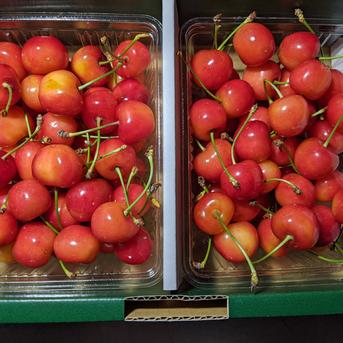 さくらんぼ紅秀峰900g 900g 果物/さくらんぼ通販