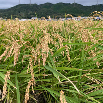キヌヒカリ玄米10kg🌾橙心🌾令和7年度産新す米🌾淡路島からの新米キヌヒカリ〜玄米 キヌヒカリ玄米10kg 米・穀物/玄米通販