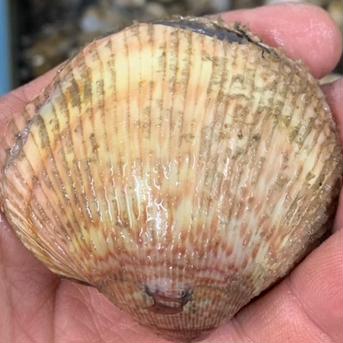 三河湾産，ブランド【とり貝】甘いです！ 活かしで500g 魚介類/その他貝類通販