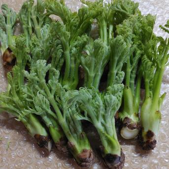 タラの芽　200g 200g 野菜/山菜通販
