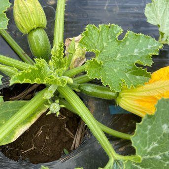 千葉県産ズッキーニ2kg 約2kg 野菜/ズッキーニ通販