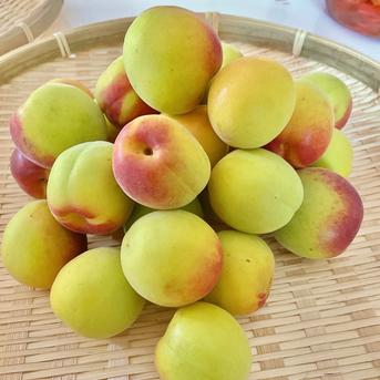 【特別栽培】紀州南高梅　完熟梅（訳あり） 2kg 果物/青梅通販