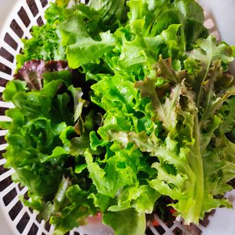 旬のお野菜セット（3～5品）クール便 新鮮野菜3～5品セット 野菜/野菜セット・詰め合わせ通販