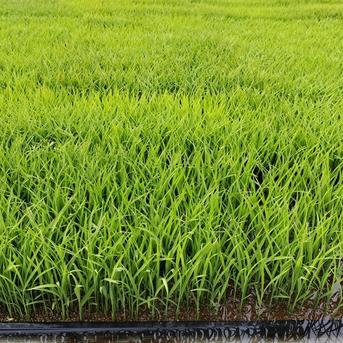 きぬひかり【玄米】10kg 令和7年産 新米 京都府京丹波町産 | 米・穀物