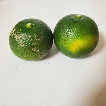 総落とし特別価格※ 露地栽培へべす B品 約1.8キロ ｜ 果物/香酸柑橘