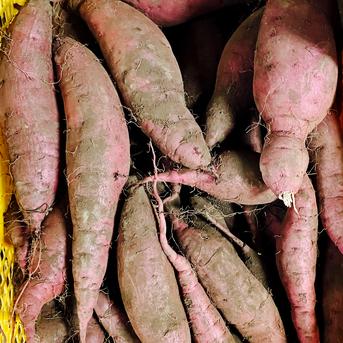 熊本県産 土付きお芋 紅はるか さつまいも 訳あり品 規格外品 約5kg