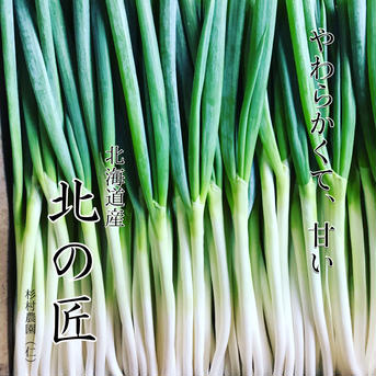 規格外長ネギ　10kg 規格外長ネギ10kg 野菜/ねぎ通販