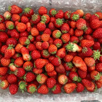 【大阪府産】紅ほっぺ　小粒いちご(2kg) 2.0kg 果物/いちご通販