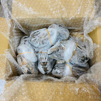 訳あり　生冷凍伊勢海老　中2キロ（8〜10匹） 生冷凍伊勢海老　中2キロ（8〜10匹） 魚介類/エビ通販
