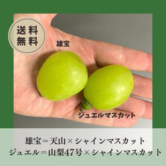 訳アリつぶ【雄宝×ジュエルマスカット】次世代シャインマスカット食べ
