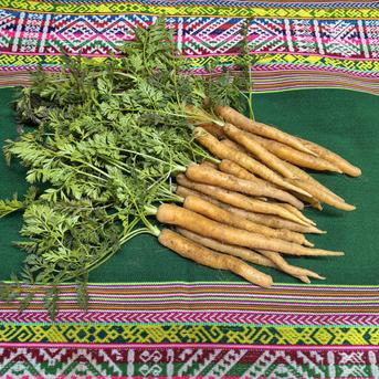 愛情たっぷり育てた寒締め葉つきミニ人参700g☆パチャママ農園 | 野菜