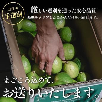 皮まで食べられる】グリーンレモン 10kg 防腐剤・ワックス不使用