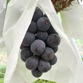 栃木県 那須塩原市産 種なし巨峰 1kg(500g 2房) ｜ 果物/ぶどう 産直