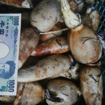 【11/21以降発送・送料値上げ対応・増量も】朝取り　健やかれんこん　訳あり　5kg 5ｋｇ 野菜/蓮根通販