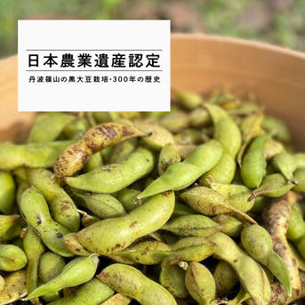 丹波篠山 黒枝豆 晩期さや1.2kg 10/25(土)〜10/31(金) | 野菜