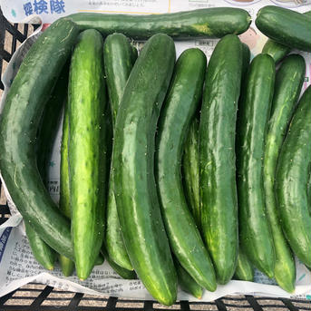 【1.5kg】露地きゅうり キュウリ1.5kg 野菜/きゅうり通販