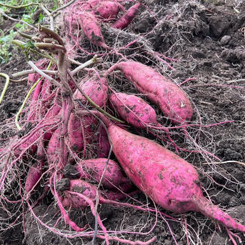 べにはるか 無農薬、無化学肥料で育てました ｜ 野菜/さつまいも 産直 