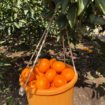 規格外・見た目不揃い】愛媛県産 せとか 約3kg 訳あり 家庭用 | 果物