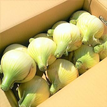 淡路島新玉ねぎ 20kg（早生・七宝） ｜ 野菜/玉ねぎ 産直アウル