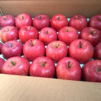 家庭用小玉】信州産サンふじ約4.5kg(20-23玉) | 果物/りんご 産直