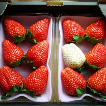 【産直ギフト】紅白大粒１箱＋中小サイズ１箱完熟❤️酵素栽培のスカイベリー！白いちご付き スカイ大１箱＋スカイ少１箱 果物/いちご通販