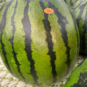 あきた夏丸 大玉すいか ご家庭用 ｜ 果物/スイカ 産直アウル 農家
