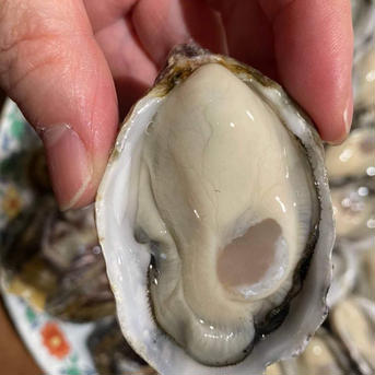 大入島オイスター　シングルシード 1.3キロ　20個程度 魚介類/牡蠣通販