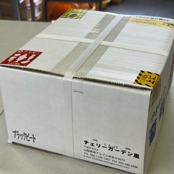 2025年【限定価格】ぶどう【ブラックビート】粒売りパック詰めご家庭用