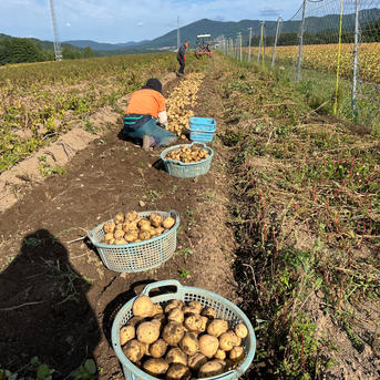 富良野産 きたあかり 小玉 9.5kg ｜ 野菜/じゃがいも 産直アウル 農家