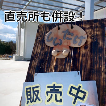 【大容量】お得な生しいたけ1kg詰め合わせ  秀〜優　M/Lサイズ 1.0kg 野菜/きのこ通販