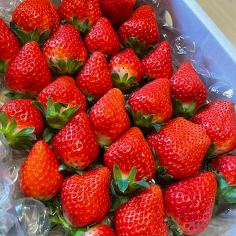 はじめまして💕きらきら🍓ほのかちゃん正味1100g以上 正味1100g以上 果物/いちご通販