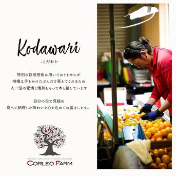 サイダーさま専用 他の方は 買えません ブラッドオレンジ モロ 5年生 大苗 ブラッドオレンジ 苗 【ブラッドオレンジ モロ】 3年生 接ぎ木 約1.0m 大苗