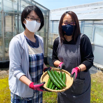 送料割引中❗️【たまの農園の自信作】新鮮きゅうり！ 5kg箱（30本前後） 野菜/きゅうり通販