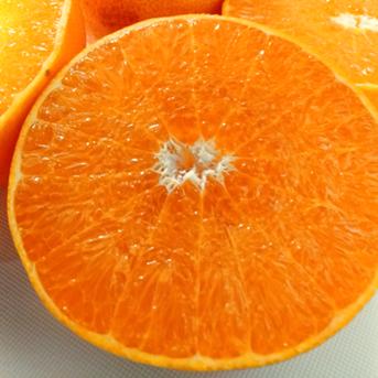 秀品】せとか 4.5kg トロ～リ食感 柑橘の大トロ 高級柑橘 愛媛みかん