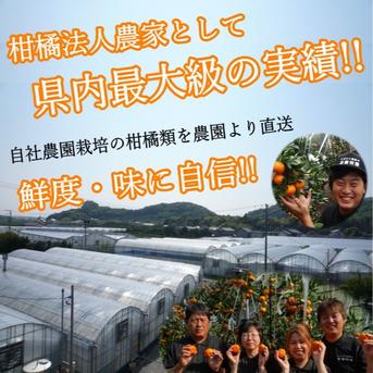 【バラ詰め】さっぱりとした甘さ！グリーンハウスみかん「蜜ツ星（みつぼし）」　お試し品　約２ｋｇ【商品番号36】 2kg 果物/温州みかん通販