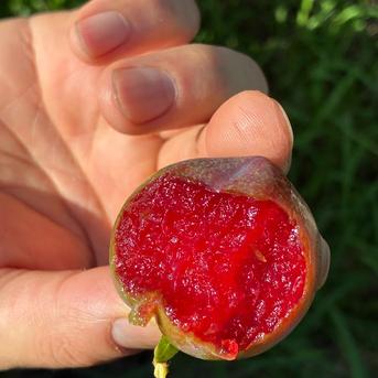 枕崎育ちのレアすもも「ガラリ」｜今だけの期間限定！！2kg ｜ 果物