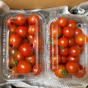 固定種ミニトマト 『ステラミニトマト』0.8kg ｜ 野菜/トマト 産直