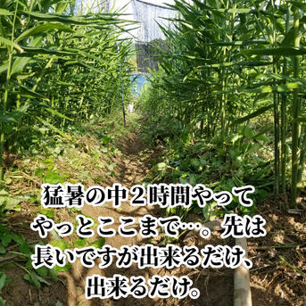 新生姜 2kg 農薬栽培期間中不使用・無肥料 熊本県産 露地 自然栽培