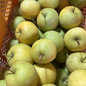 幻の和梨 かおり梨 訳あり家庭用箱込5.5キロ 香豊かでジューシーで