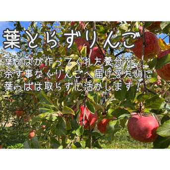 小玉、訳あり】葉とらずりんご サンふじ 特別栽培/ネオニコ不使用