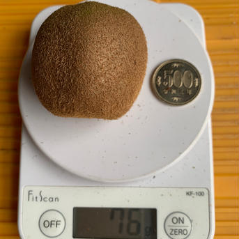 極美味【アメルド】梅　えっ⁉︎ これがキウイ⁉︎　2kg （16〜28個） 2kg （16〜28個） 果物/キウイフルーツ通販