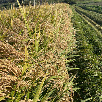 令和7年度産新米青森県産のまっしぐら | 米・穀物/玄米 産直アウル